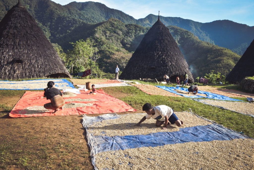 Drying coffee beans from their local plantation at Wae Rebo village on Flores Island