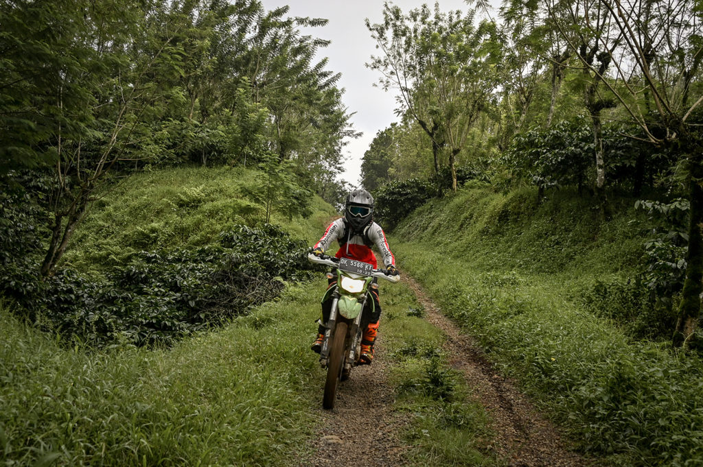 East Java's coffee plantations