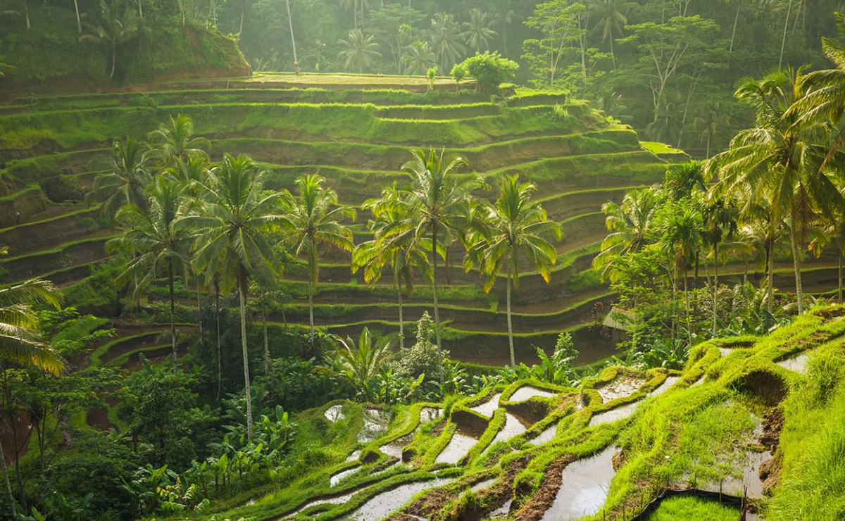 Tegallalang Rice Fields in Bali