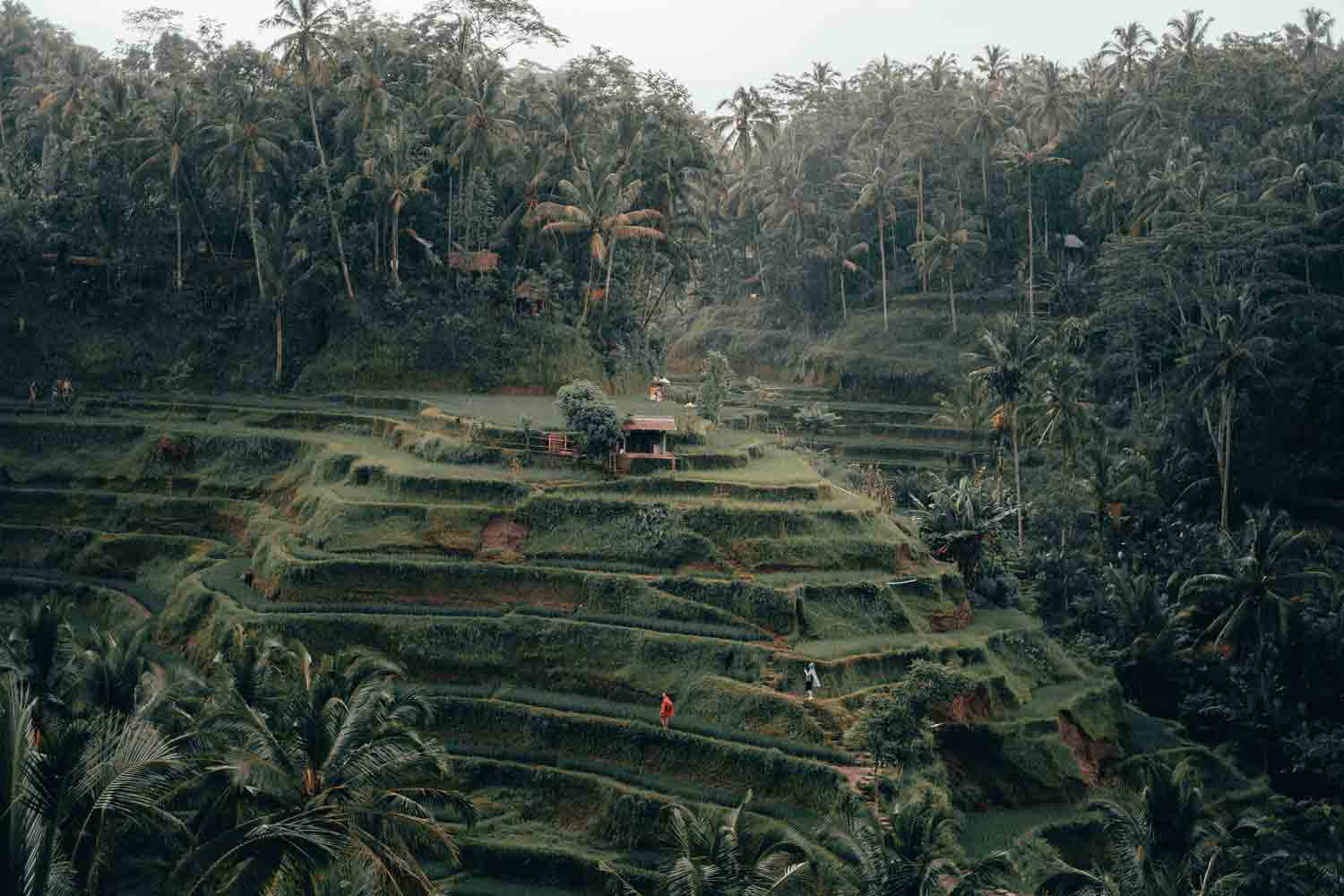 tegalalang | bali's rice terraces